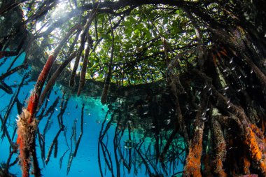 Uzun mangrov prop kökleri Raja Ampat, Endonezya sığ inerler. Bu alan inanılmaz deniz biyoçeşitliliği nedeniyle Mercan Üçgeni kalbinde olarak bilinir.