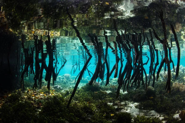 Longues Racines Hélice Mangrove Descendent Dans Les Eaux Peu Profondes — Photo