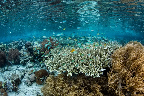 Belo Saudável Recife Coral Prospera Nas Águas Rasas Raja Ampat — Fotografia de Stock