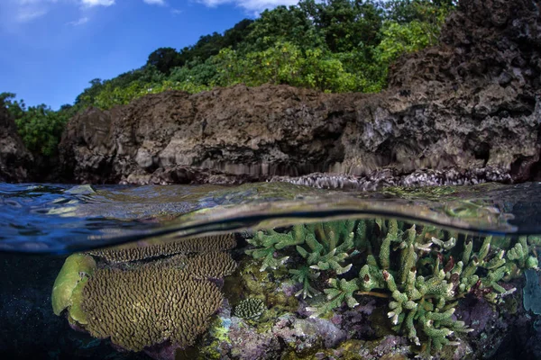 Reef Building Corals Grow Extremely Shallow Water Solomon Islands Remote — Stock Photo, Image