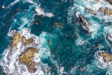 Kuzey Pasifik Okyanusu besin açısından zengin suların Monterey çok uzak olmayan Kuzey Kaliforniya rocky ve doğal kıyı şeridi karşı yıkayın. Kelp ormanları kıyı bu ortamda gelişirler.