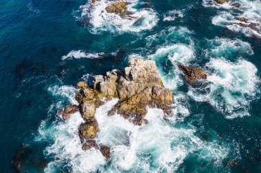Kuzey Pasifik Okyanusu'nun soğuk sularına Monterey çok uzak olmayan Kuzey Kaliforniya'nın kayalık sahil şeridi karşı yıkayın. Kelp ormanları kıyı bu ortamda gelişirler.