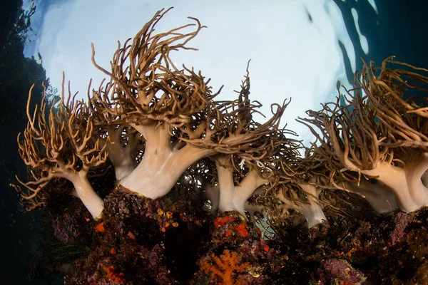 Los Corales Blandos Prosperan Borde Arrecife Coral Raja Ampat Indonesia —  Fotos de Stock