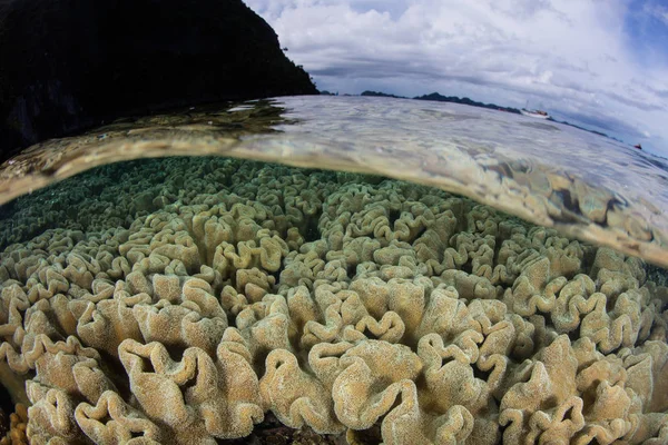 ソフトコーラルは Raja Ampat インドネシアで浅いサンゴ礁に繁栄します このリモートの熱帯地域の壮大な海洋生物の多様性で知られています — ストック写真