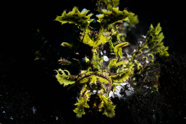 Incrível Escorpião Weedy Rhinopias Frondosa Jaz Fundo Mar Areia Preta — Fotografia de Stock