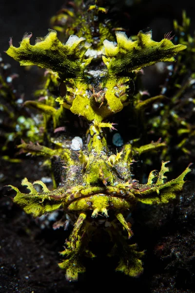 Nanılmaz Bir Çiroz Scorpionfish Rhinopias Frondosa Siyah Kum Zemine Alor — Stok fotoğraf