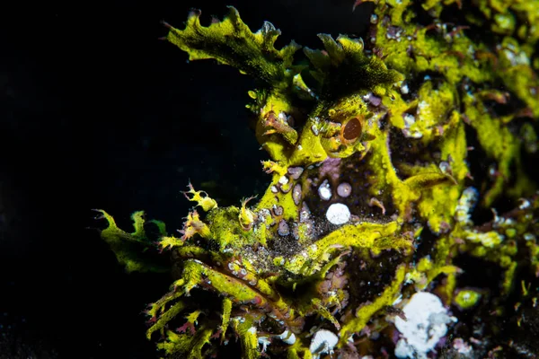 Incredibile Scorfano Weedy Rhinopias Frondosa Giace Sul Fondale Sabbia Nera — Foto Stock