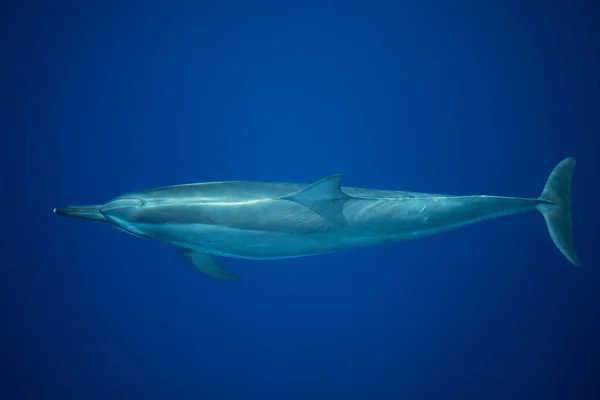 Spinner Delfin Stenella Longirostris Glider Graciöst Genom Det Klarblå Vattnen — Stockfoto