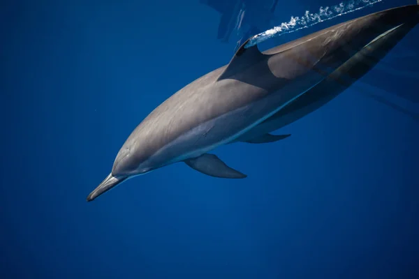 ハシナガイルカ スジイルカ属 Longirostris はインドネシア アロール近くパンタール島海峡の明確で青い海を優雅に滑る この地域は海洋生物の驚くべき配列へのホーム — ストック写真