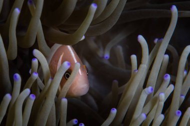 A Pink anemonefish, Amphiprion perideraion, snuggles into the tentacles of its host anemone on a beautiful reef in Alor, Indonesia. This is an example of a mutualistic symbiosis. clipart