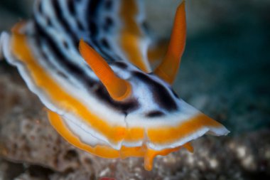Renkli bir Chromodoris omurgasızını bir resif Kuzey Sulawesi, Endonezya dalacak karşısında sürünüyor. Bu tropikal bölge Mercan Üçgeni parçasıdır ve olağanüstü deniz biyoçeşitliliği için bilinen.