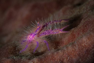 Kıllı bodur ıstakoz, Lauriea siagiani, bir büyük varil sünger bir resif Kuzey Sulawesi, Endonezya üzerinde sürünüyor. Bu bölge Mercan Üçgeni parçasıdır ve ev sahipliği olağanüstü biyolojik çeşitlilik olduğunu.