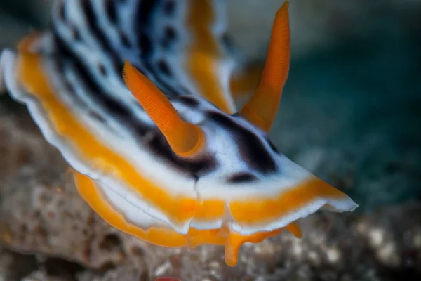 Ένα Πολύχρωμο Nudibranch Chromodoris Σέρνεται Κατά Μήκος Του Πυθμένα Ενός — Φωτογραφία Αρχείου