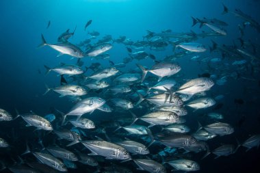 Bir Kocagözlü okul krikolar, Caranx sexfasciatus, derin suda Solomon Adaları yolculukları. Bu yaygın jaklar genellikle gün boyunca büyük okullarda bulunur.