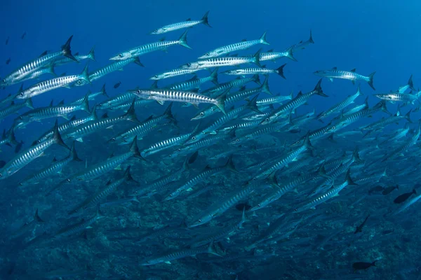 Una Escuela Barracuda Blackfin Genio Sphyraena Nada Aguas Profundas Las —  Fotos de Stock