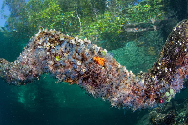 Tunicados Coloridos Cobrem Ramo Árvore Submerso Perto Recife Coral Raja — Fotografia de Stock
