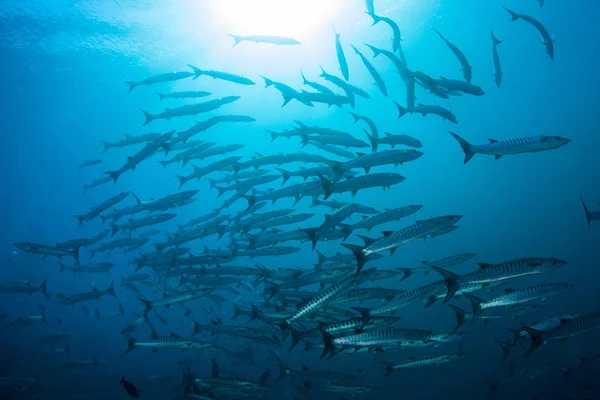 Blackfin Школа Barracuda Джина Sphyraena Глибокій Воді Плаває Соломонових Островах — стокове фото
