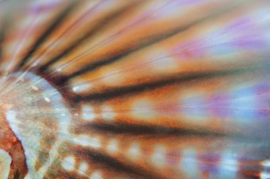 Soyut bir Zebra lionfish'ın göğüs fin üzerinde canlı renk.