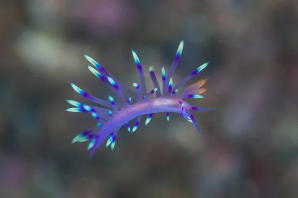 カラフルな Flabellina ウミウシは北スラウェシ インドネシアで海底に浮き上がった この熱帯地域コーラル トライ アングルの一部でありその臨時海洋生物多様性で知られています — ストック写真