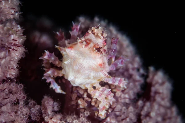 Невеликого Краба Яких Коралів Hoplophrys Oatesi Чіпляється Його Симбіотичних Яких — стокове фото