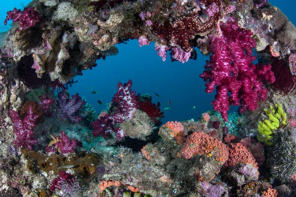 Colorful Soft Corals Thrive Raja Ampat Indonesia Remote Tropical Region — Stock Photo, Image