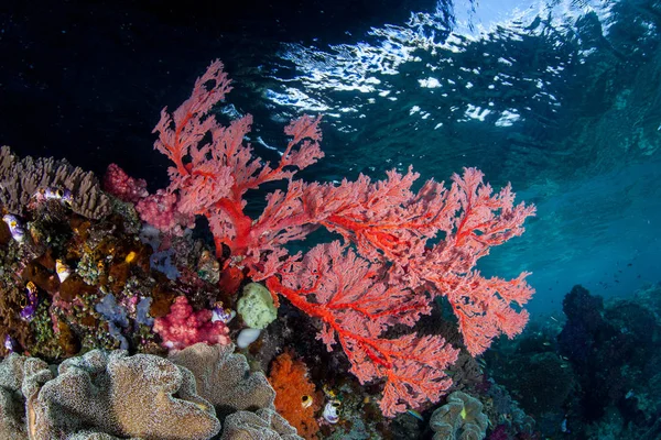 Ventilateur Mer Rouge Vif Pousse Sur Magnifique Récif Raja Ampat — Photo