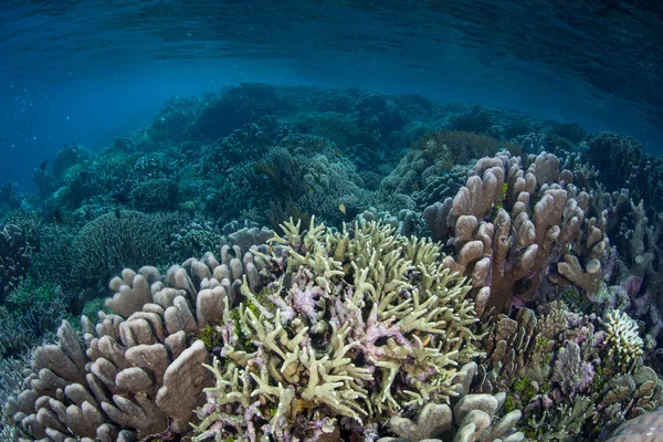Los Frágiles Corales Que Construyen Arrecifes Prosperan Aguas Poco Profundas —  Fotos de Stock