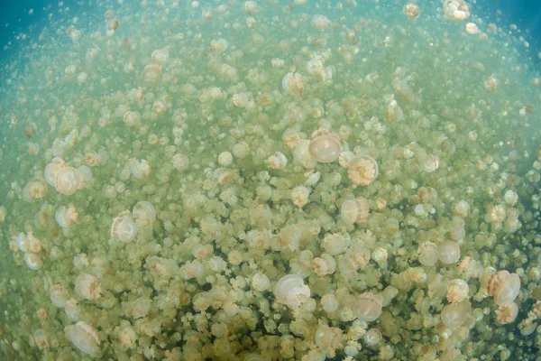 Millions Golden Jellyfish Mastigias Papua Etpisonii Found Palau Famous Jellyfish — Stock Photo, Image
