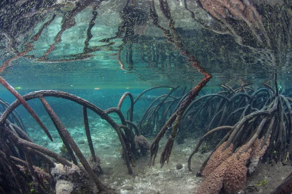 Mangrove Prop Roots Descend Shallow Seafloor Raja Ampat Indonesia Remote — Stock Photo, Image