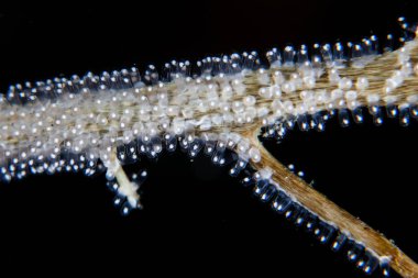 Ederler Lembeh Boğazı, Endonezya batık bir dal üzerinde yumurta koydu. Sualtı bulundu herhangi bir sert yüzey kolonize veya yumurtalarını bırakmak için bazı organizma tarafından kullanılacaktır.