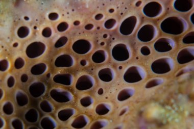 Detail of a sponge growing on a coral reef in Indonesia. Sponges are the simplest multicellular animals on Earth. clipart