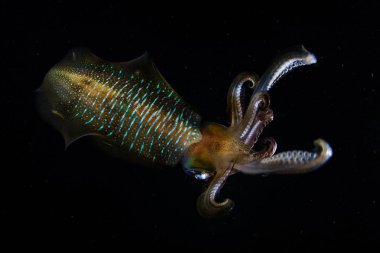 A Bigfin reef squid, Sepioteuthis lessoniana, hovers in the dark waters of the western Pacific Ocean near a coral reef in Indonesia.  clipart
