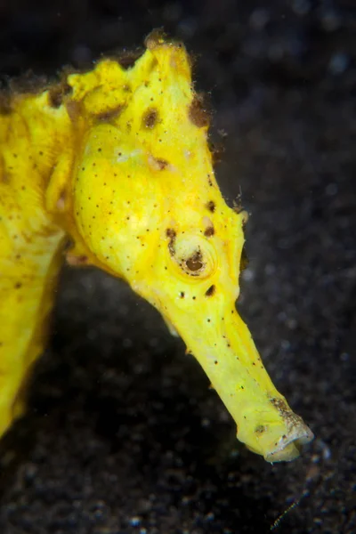 Yellow Seahorse Hippocampus Kuda Clings Seafloor Its Prehensile Tail Indonesia — Stock Photo, Image