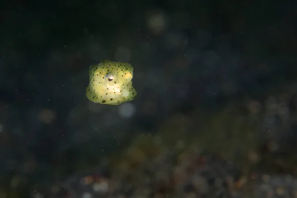 Boxfish Amarelo Juvenil Cubículo Ostracion Paira Sobre Fundo Mar Areia — Fotografia de Stock