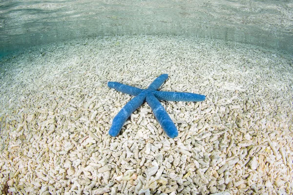 Uma Estrela Mar Azul Linckia Laevigata Fica Uma Encosta Rasa — Fotografia de Stock