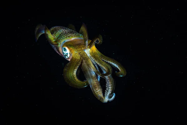Calamaro Della Grande Barriera Corallina Sepioteuthis Lessoniana Aleggia Nelle Acque — Foto Stock