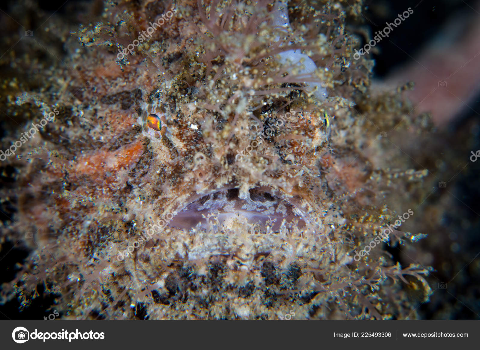 毛深いカエルアンコウ写真素材 ロイヤリティフリー毛深いカエルアンコウ画像 Depositphotos 毛深いカエルアンコウ写真素材 ロイヤリティフリー毛深いカエルアンコウ画像 Depositphotos