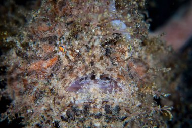 Çizgili frogfish, Antennarius striatus, onun inanılmaz kamuflaj Lembeh Boğazı, Endonezya sualtı çevresi içine karıştırmak için kullanır. Bu küçük hayvan bir obur pusu avcıdır.