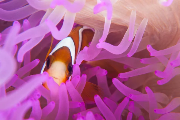 Anemonefish Clark Amphiprion Clarkii Aconchega Sua Anêmona Hospedeira Colorida Este — Fotografia de Stock