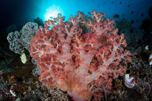 Vibrant Soft Corals Grow Healthy Reef Raja Ampat Indonesia Remote — Stock Photo, Image