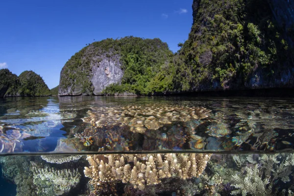 Здоровые Кораллы Строящие Рифы Растут Мелководье Раджа Ампат Индонезия Отдаленный — стоковое фото
