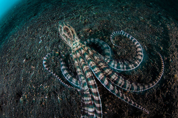 A Mimic octopus, Thaumoctopus mimicus, crawls across the seafloor of Lembeh Strait, Indonesia. This rare cephalopod can mimic the shape and behavior of other marine organisms found in its environment.