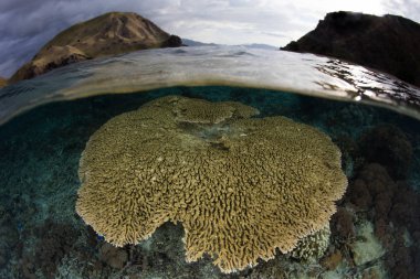 Güzel mercan içinde Komodo Ulusal Parkı, Endonezya adaları arasında sığ suda büyür. Bu tropikal bölge deniz biyolojik çeşitlilik olağanüstü bir dizi ev.