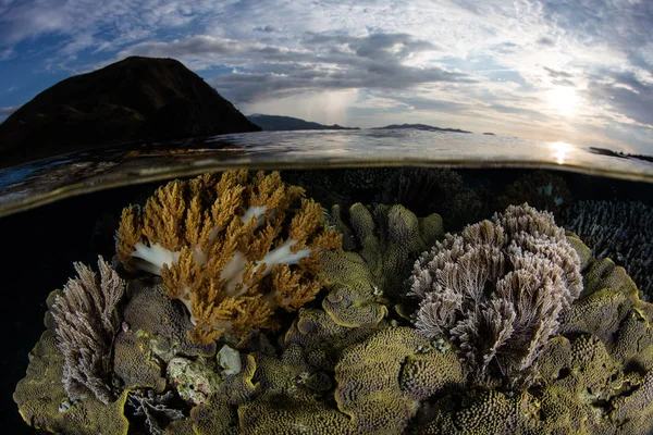 Belos Corais Crescem Águas Rasas Entre Ilhas Dentro Parque Nacional — Fotografia de Stock