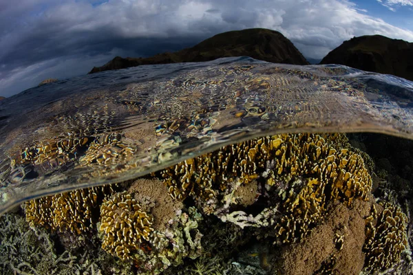 Όμορφα Κοράλλια Αναπτύσσονται Ρηχά Νερά Ανάμεσα Στα Νησιά Μέσα Εθνικό — Φωτογραφία Αρχείου