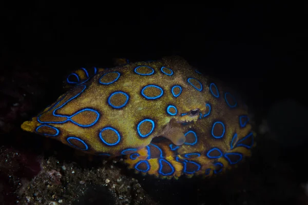 Poulpe Blue Ring Repose Sur Fond Marin Récif Alor Indonésie — Photo