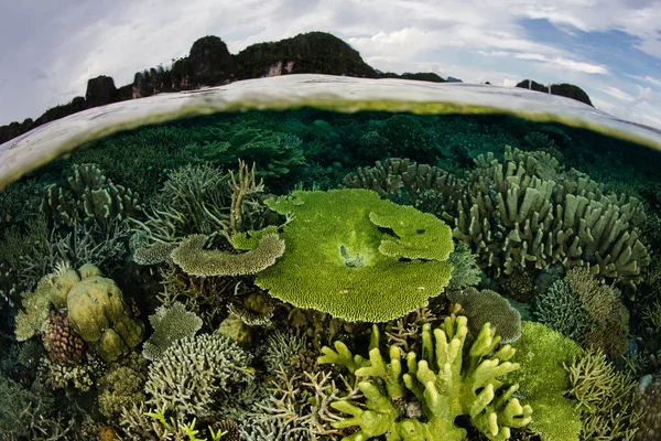 Красиві Здорові Кораловий Риф Зростає Серед Віддалених Островах Раджа Ampat — стокове фото