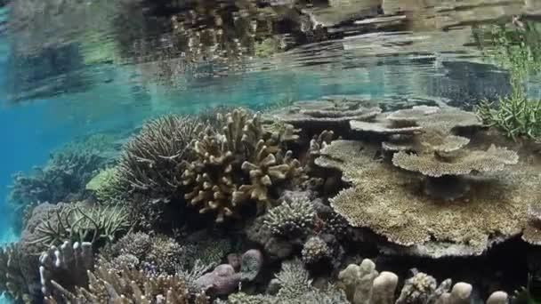 美しく 健康なサンゴ礁は Raja Ampat インドネシアの離島の中で育ちます この生物多様性地域は その驚くべき海洋生物によるサンゴの三角形の として知られている — ストック動画