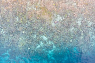 Yukarıda da görüleceği, sığ bir mercan kayalığı Raja Ampat, Endonezya uzak Adaları arasında büyür. Bu biodiverse bölge, onun muhteşem deniz yaşamı nedeniyle Mercan Üçgeni 