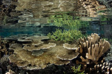 Güzel ve sağlıklı mercan kayalığı Raja Ampat, Endonezya sakin denizlerde yansıtılır. Bu biodiverse bölge, onun muhteşem deniz yaşamı nedeniyle Mercan Üçgeni 